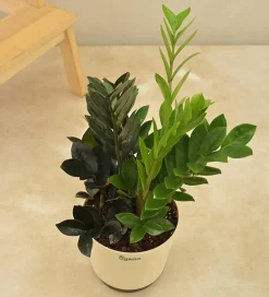 Zamia Green and Zamia Black Plant Bouquet