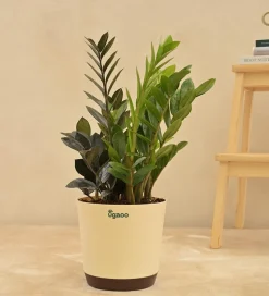 Zamia Green and Zamia Black Plant Bouquet