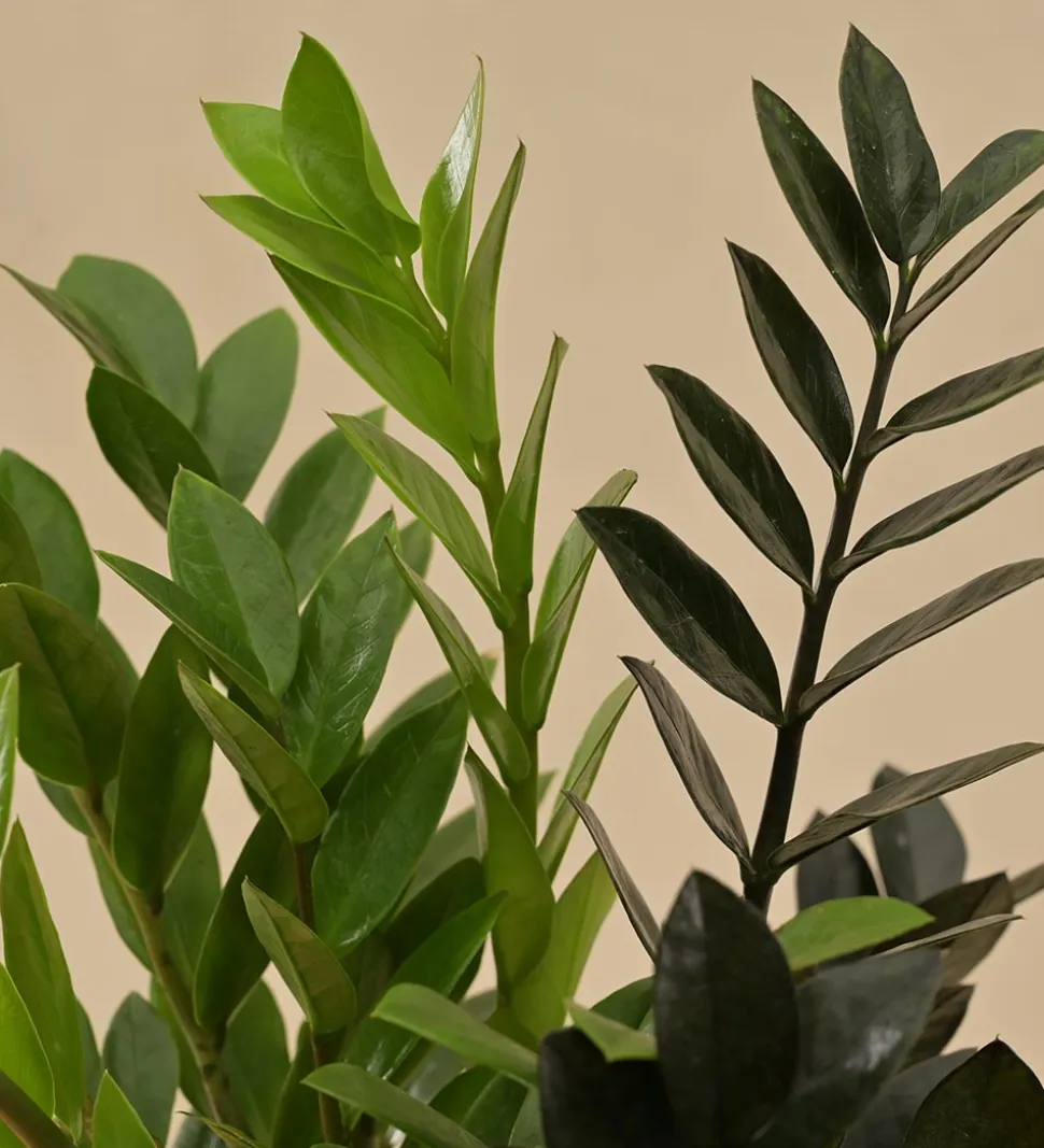Zamia Green and Zamia Black Plant Bouquet