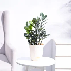 Zamia ZZ Black Plant