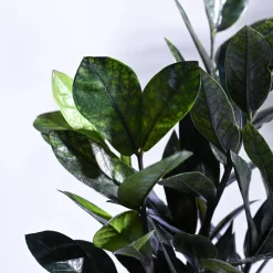 Zamia ZZ Black Plant