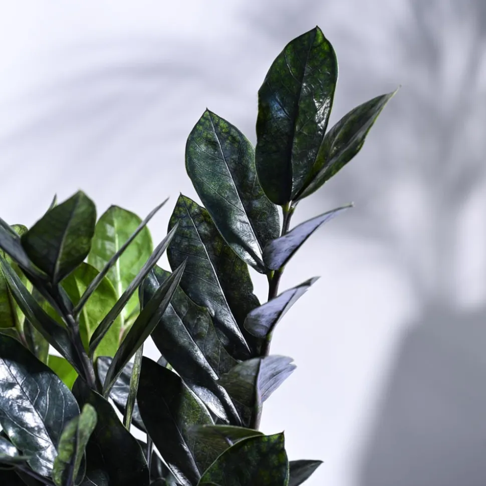Zamia ZZ Black Plant