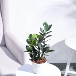 Zamia ZZ Black Plant