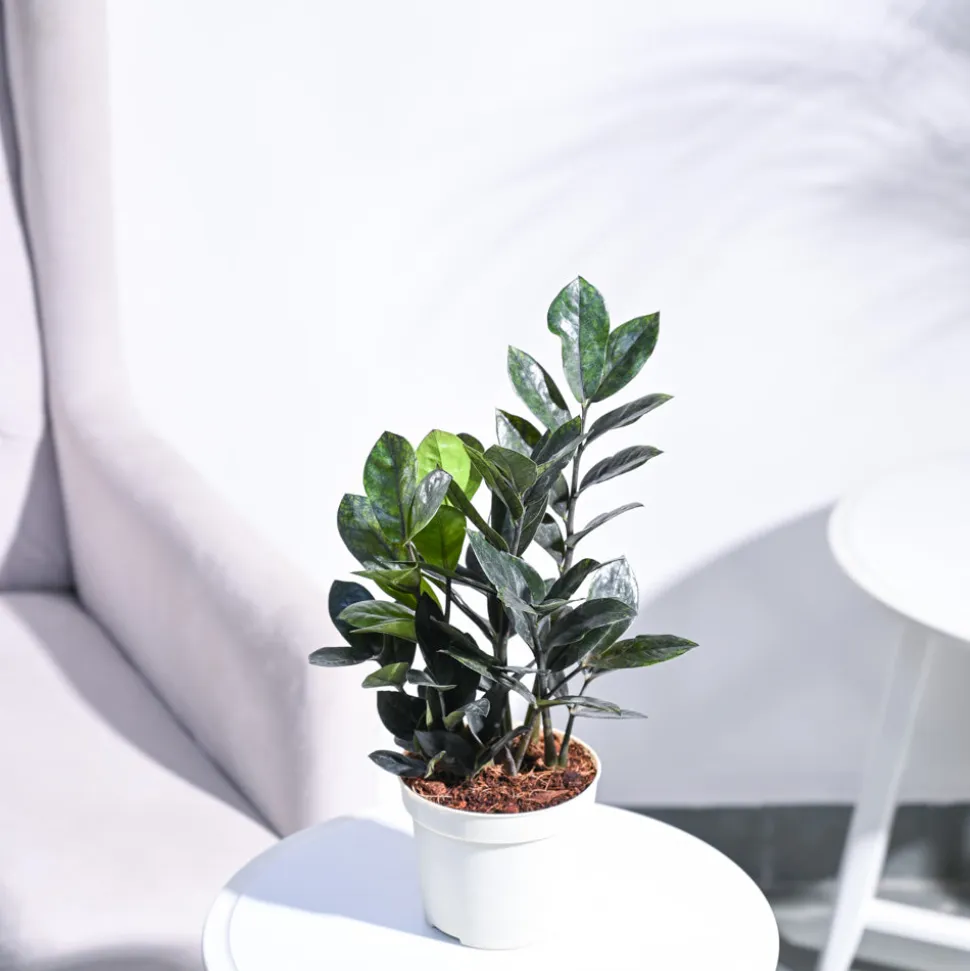 Zamia ZZ Black Plant