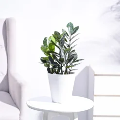 Zamia ZZ Black Plant