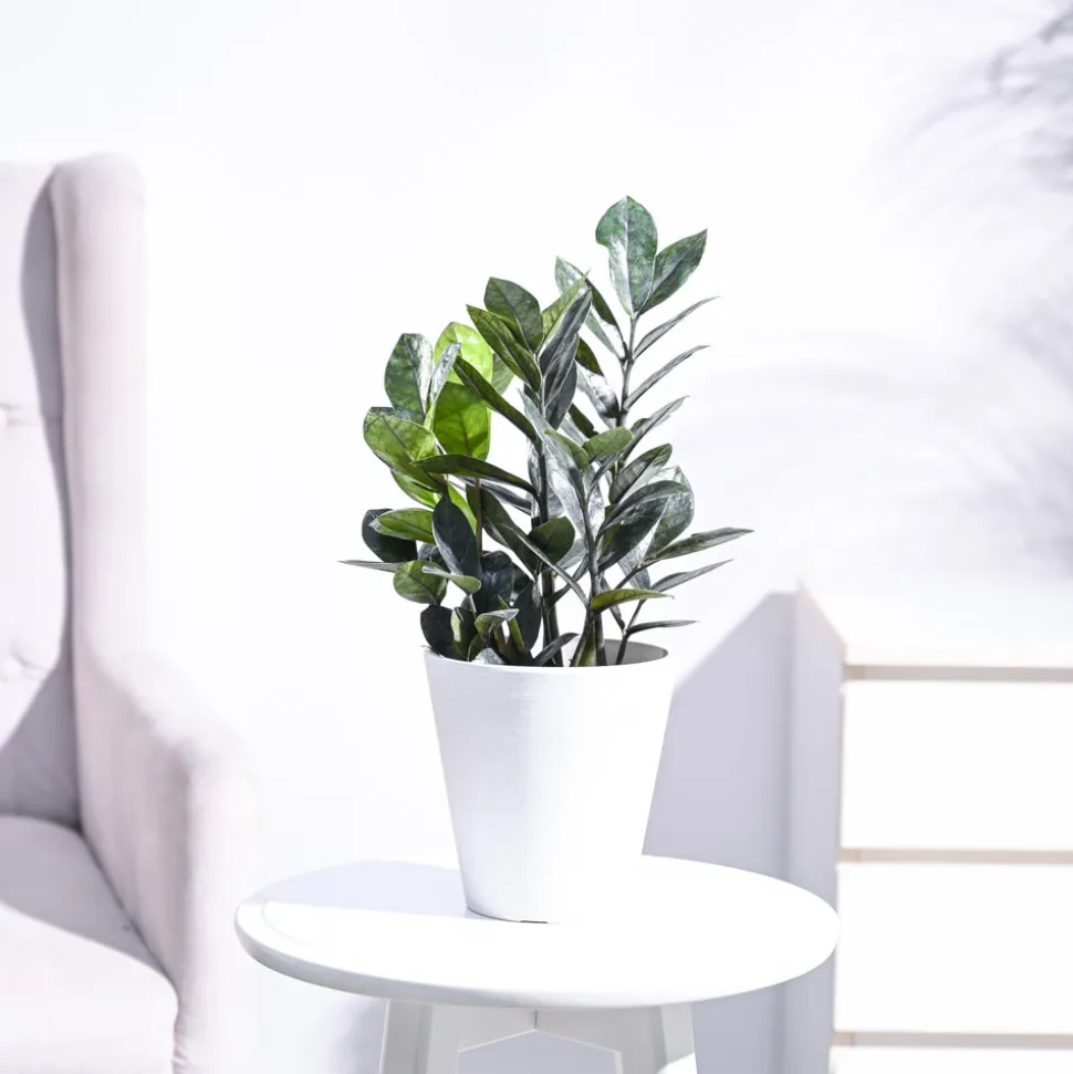 Zamia ZZ Black Plant