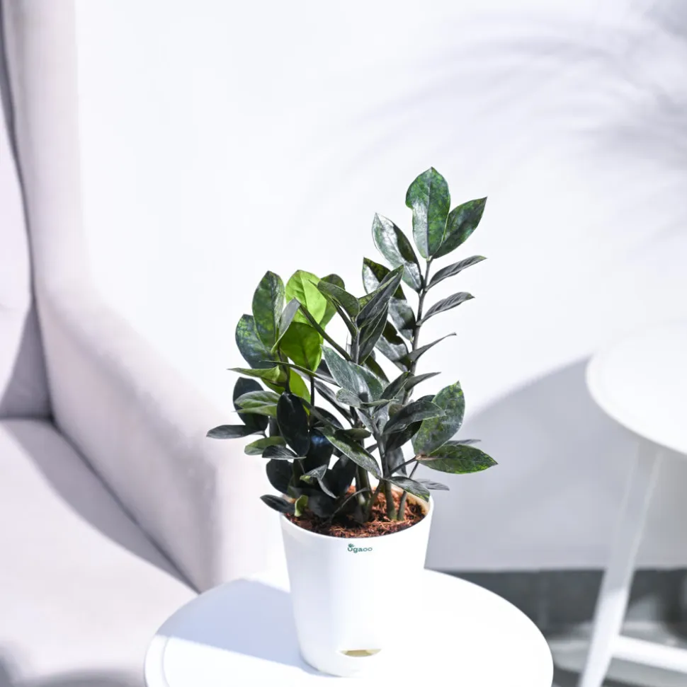 Zamia ZZ Black Plant
