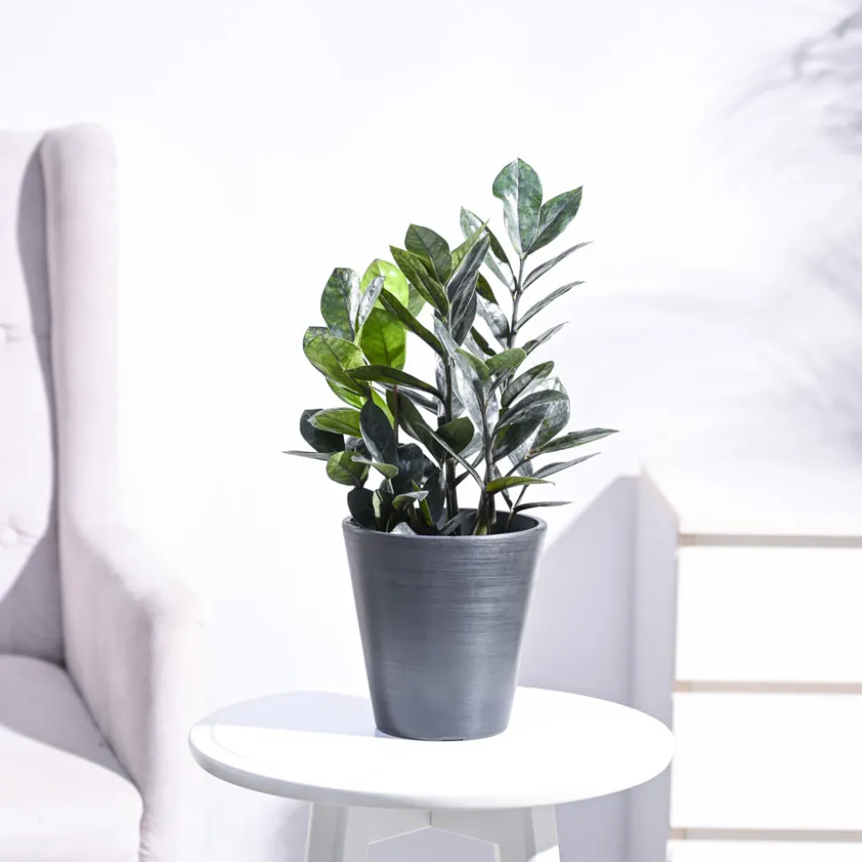 Zamia ZZ Black Plant