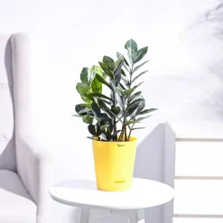 Zamia ZZ Black Plant