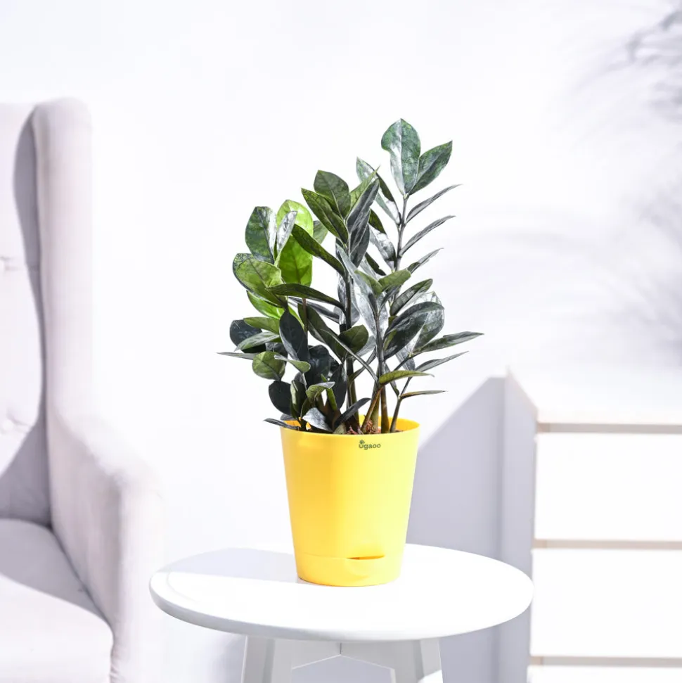 Zamia ZZ Black Plant