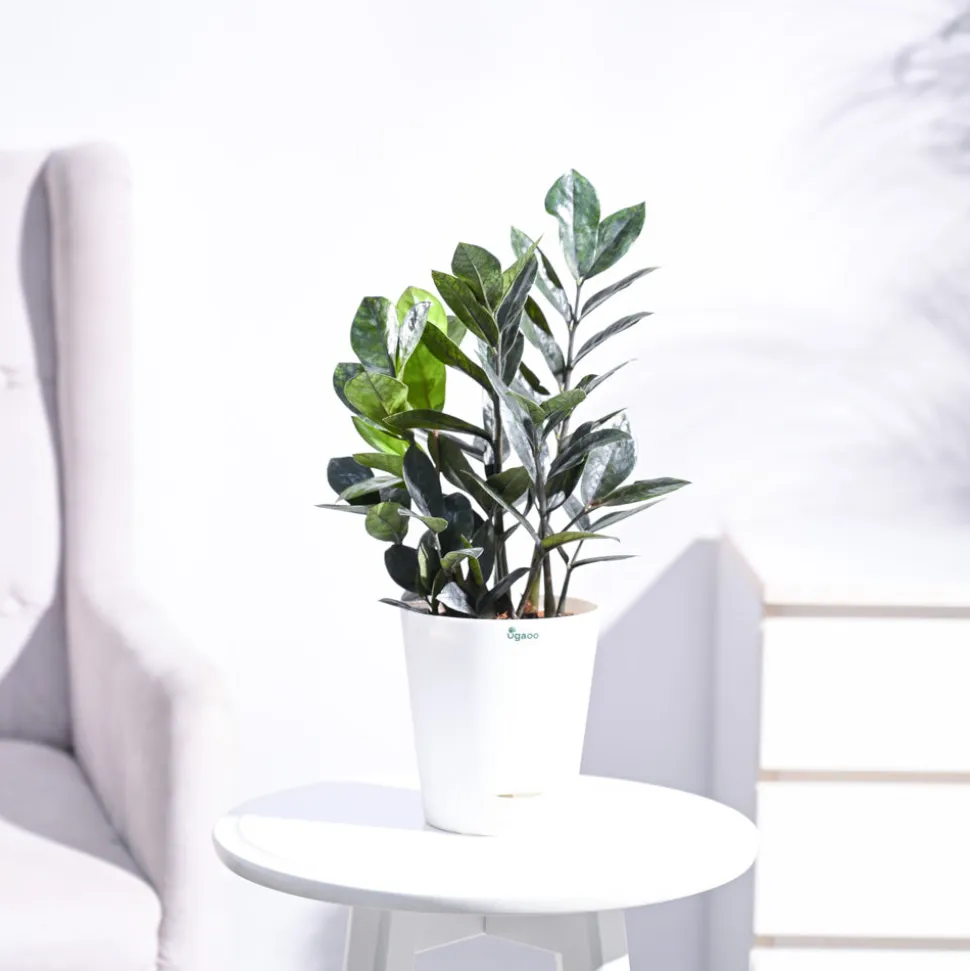 Zamia ZZ Black Plant