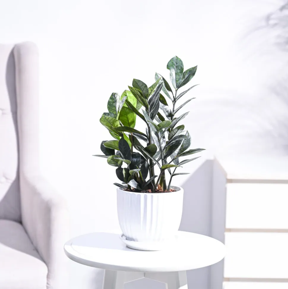Zamia ZZ Black Plant