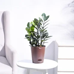 Zamia ZZ Black Plant