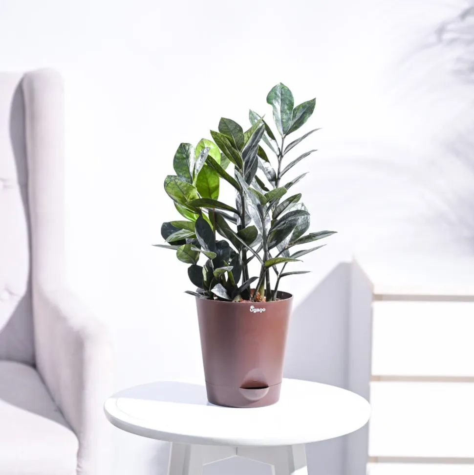 Zamia ZZ Black Plant