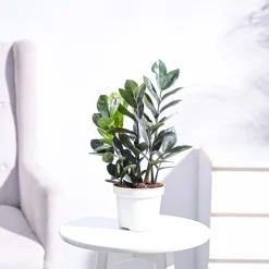 Zamia ZZ Black Plant