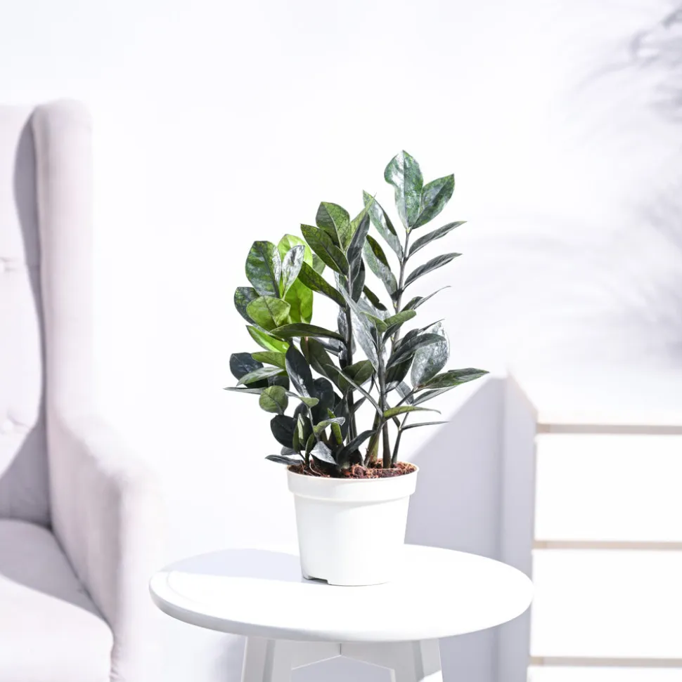 Zamia ZZ Black Plant