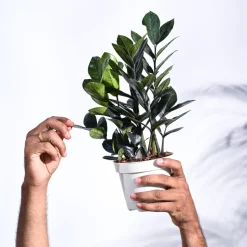 Zamia ZZ Black Plant