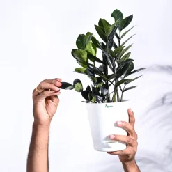 Zamia ZZ Black Plant