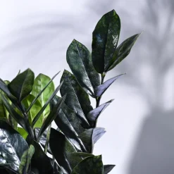 Zamia ZZ Black Plant