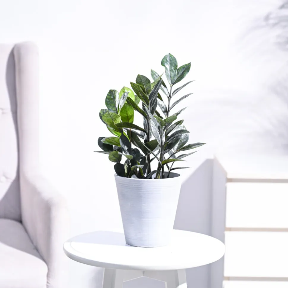 Zamia ZZ Black Plant