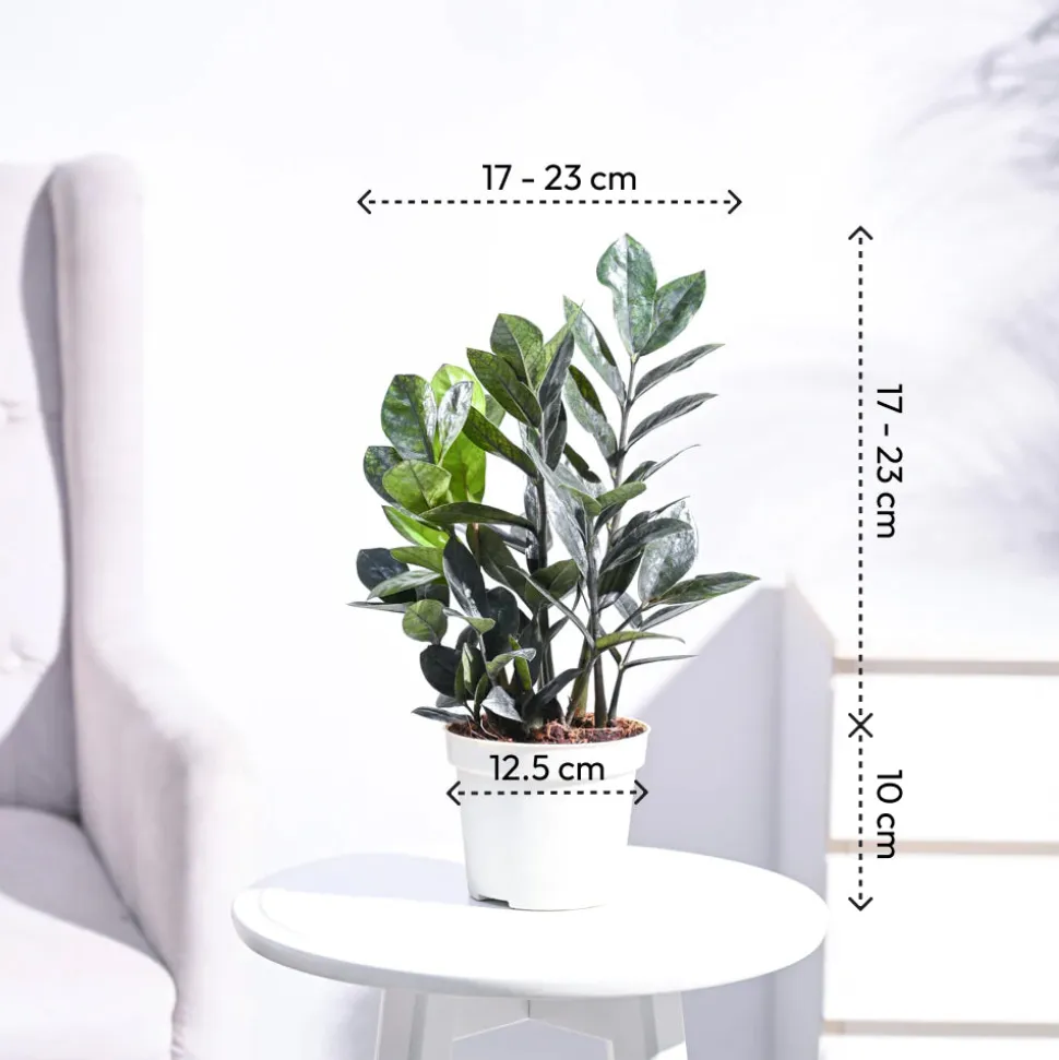 Zamia ZZ Black Plant