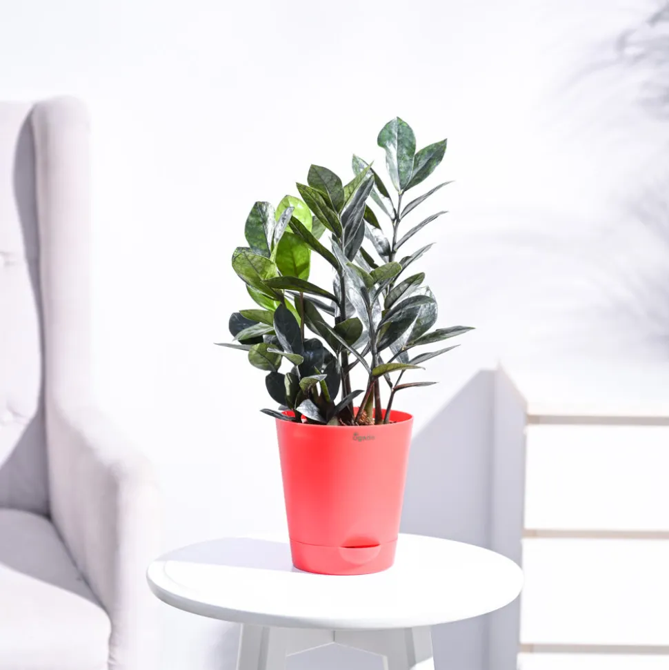 Zamia ZZ Black Plant