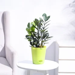 Zamia ZZ Black Plant