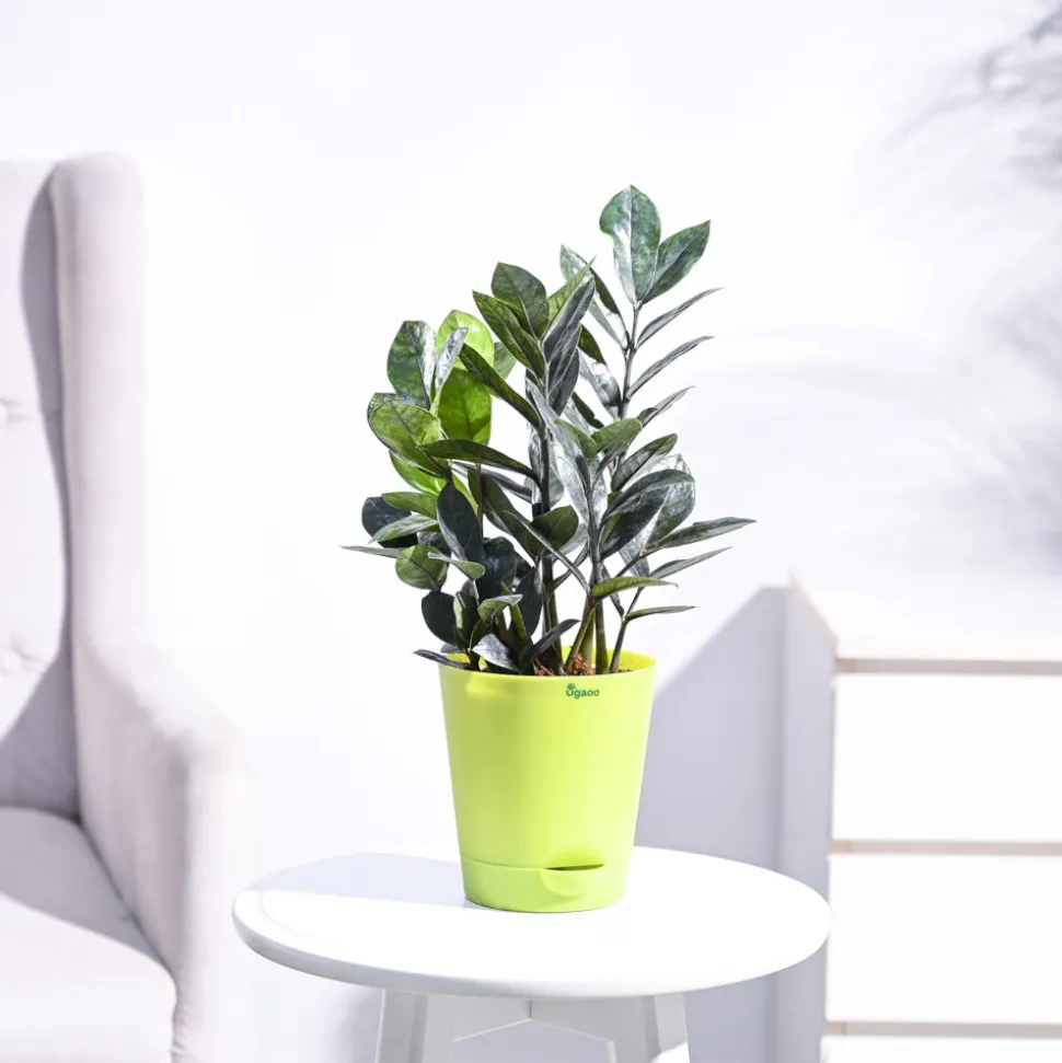 Zamia ZZ Black Plant