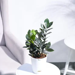 Zamia ZZ Black Plant