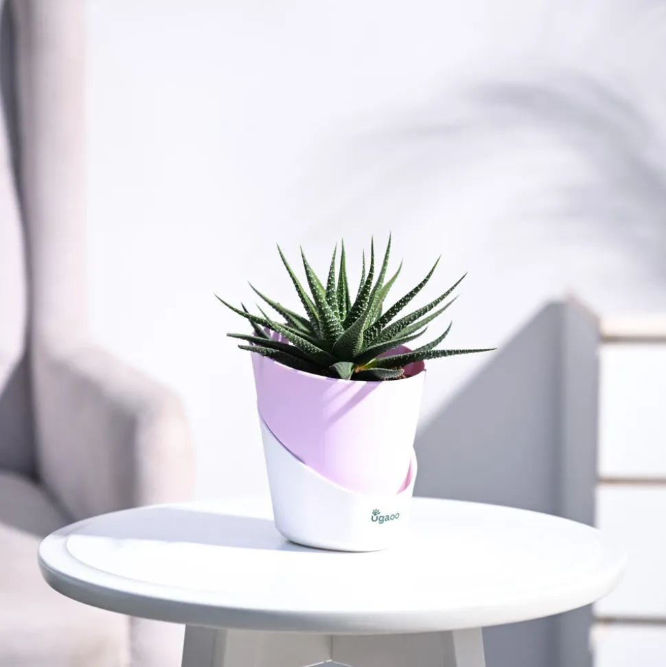Zebra Haworthia Plant
