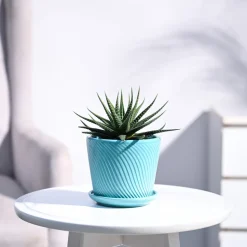 Zebra Haworthia Plant