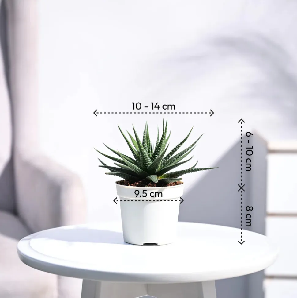 Zebra Haworthia Plant
