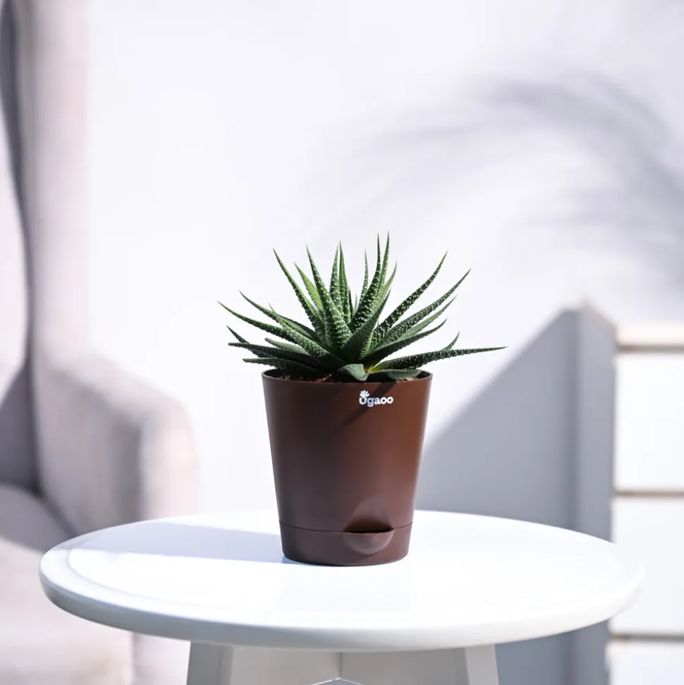Zebra Haworthia Plant