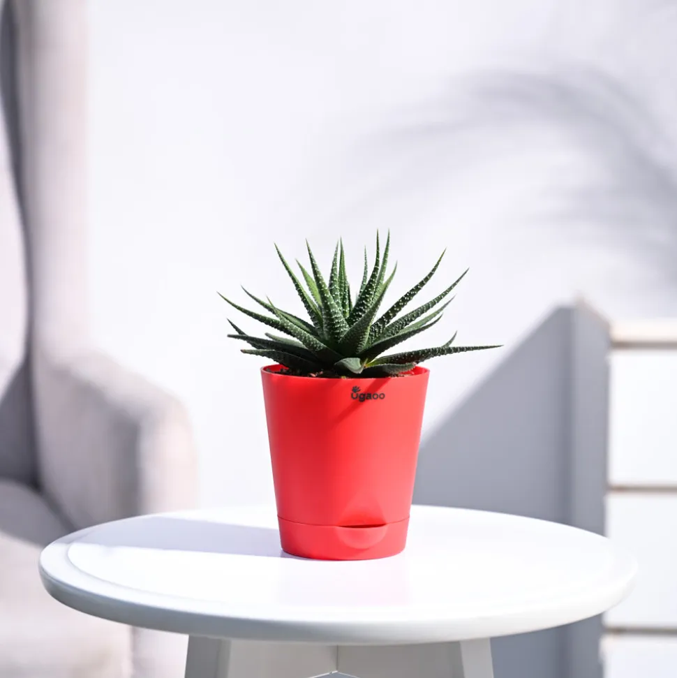 Zebra Haworthia Plant