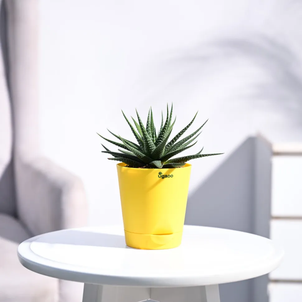 Zebra Haworthia Plant