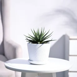 Zebra Haworthia Plant