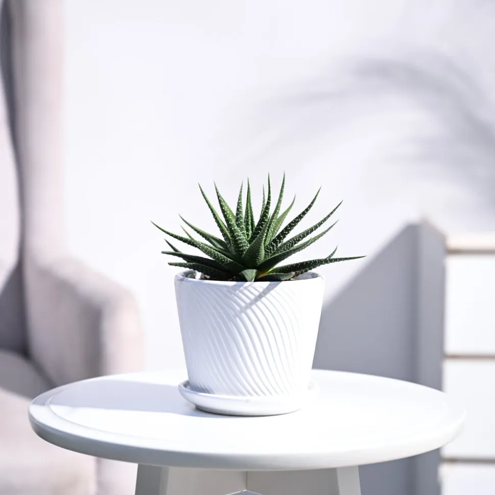 Zebra Haworthia Plant