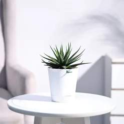 Zebra Haworthia Plant
