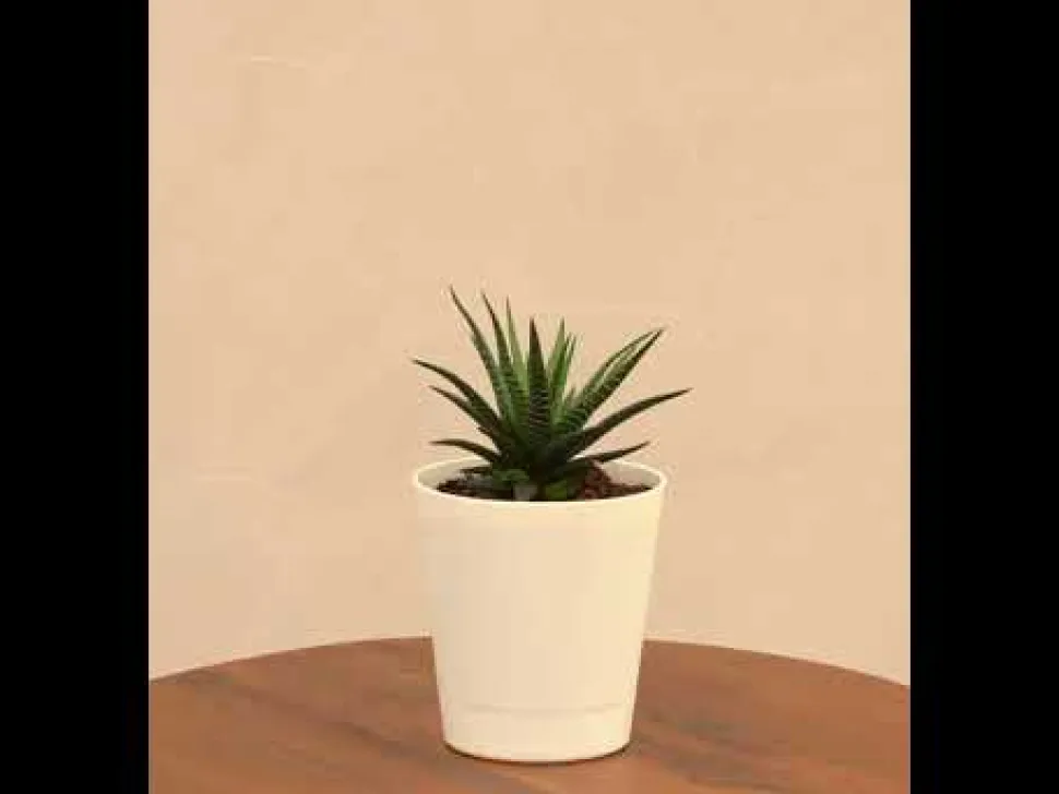 Zebra Haworthia Plant