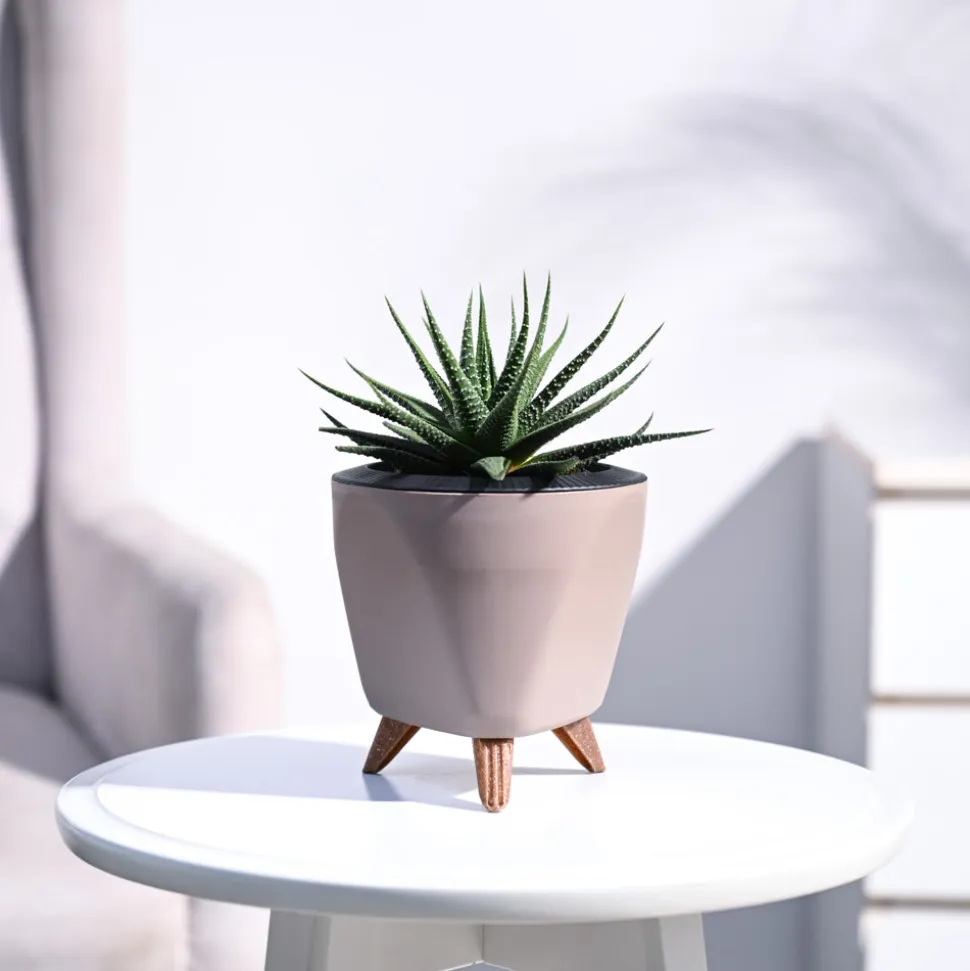 Zebra Haworthia Plant