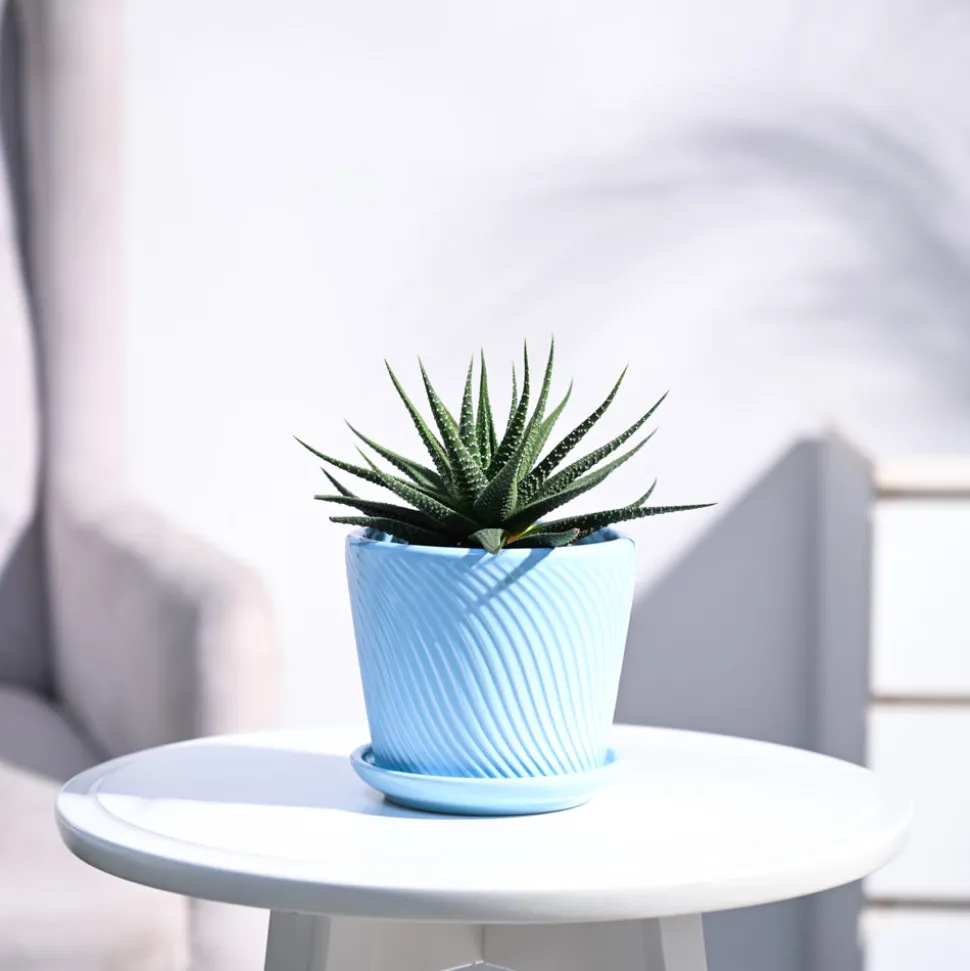 Zebra Haworthia Plant