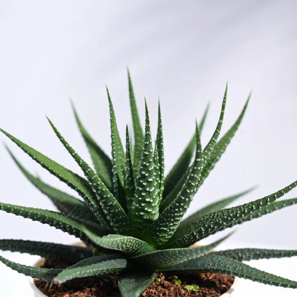 Zebra Haworthia Plant