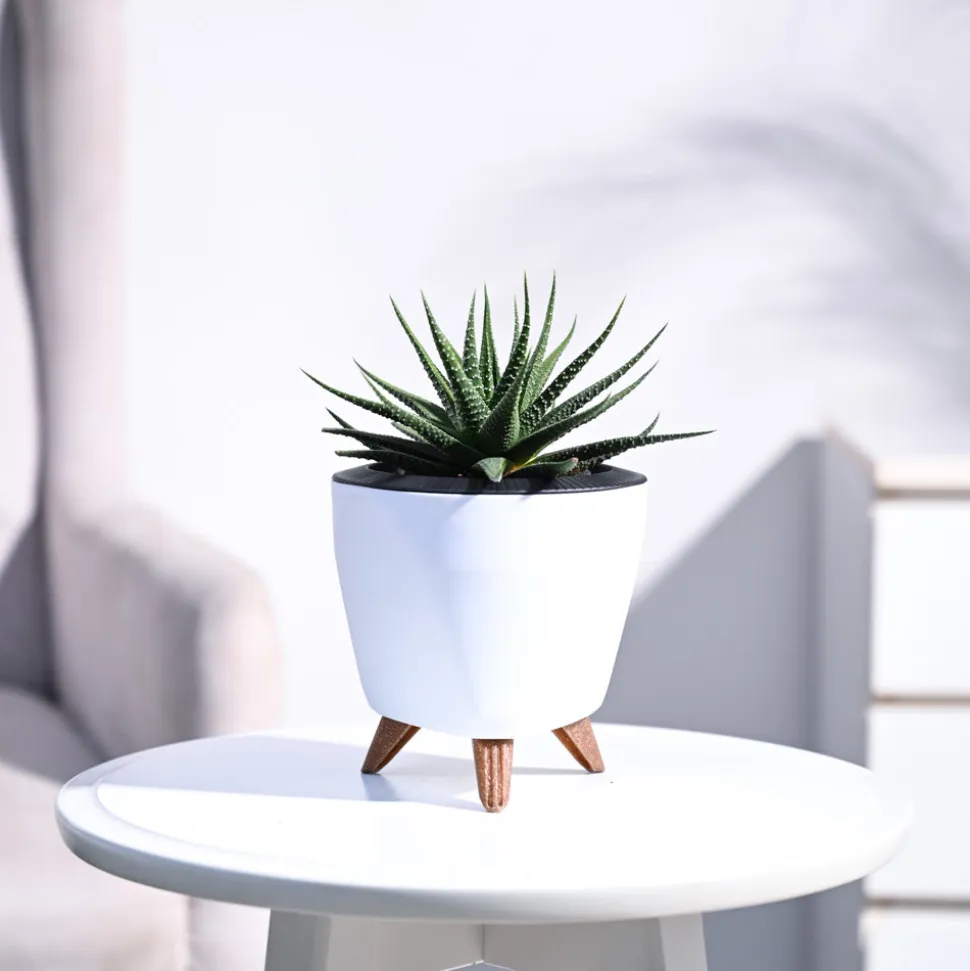 Zebra Haworthia Plant