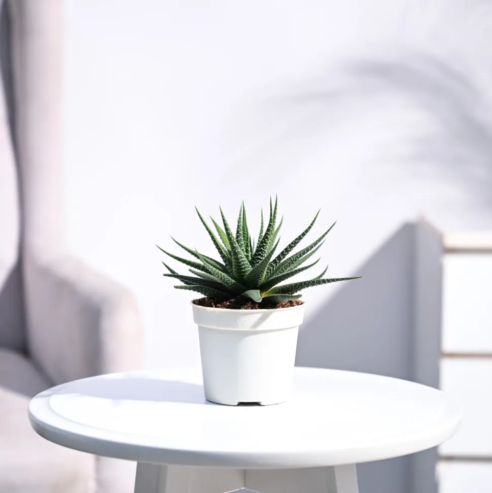 Zebra Haworthia Plant