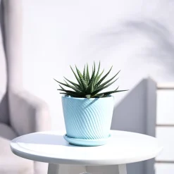 Zebra Haworthia Plant