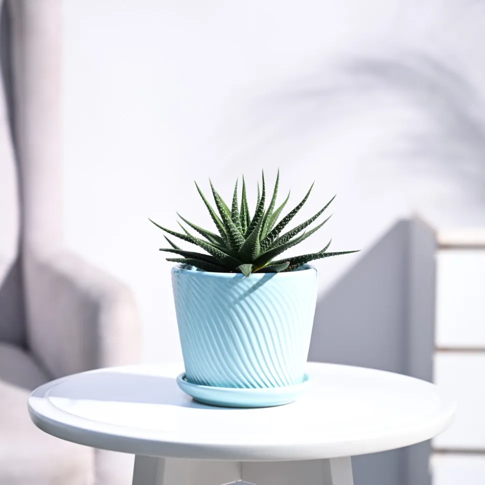 Zebra Haworthia Plant