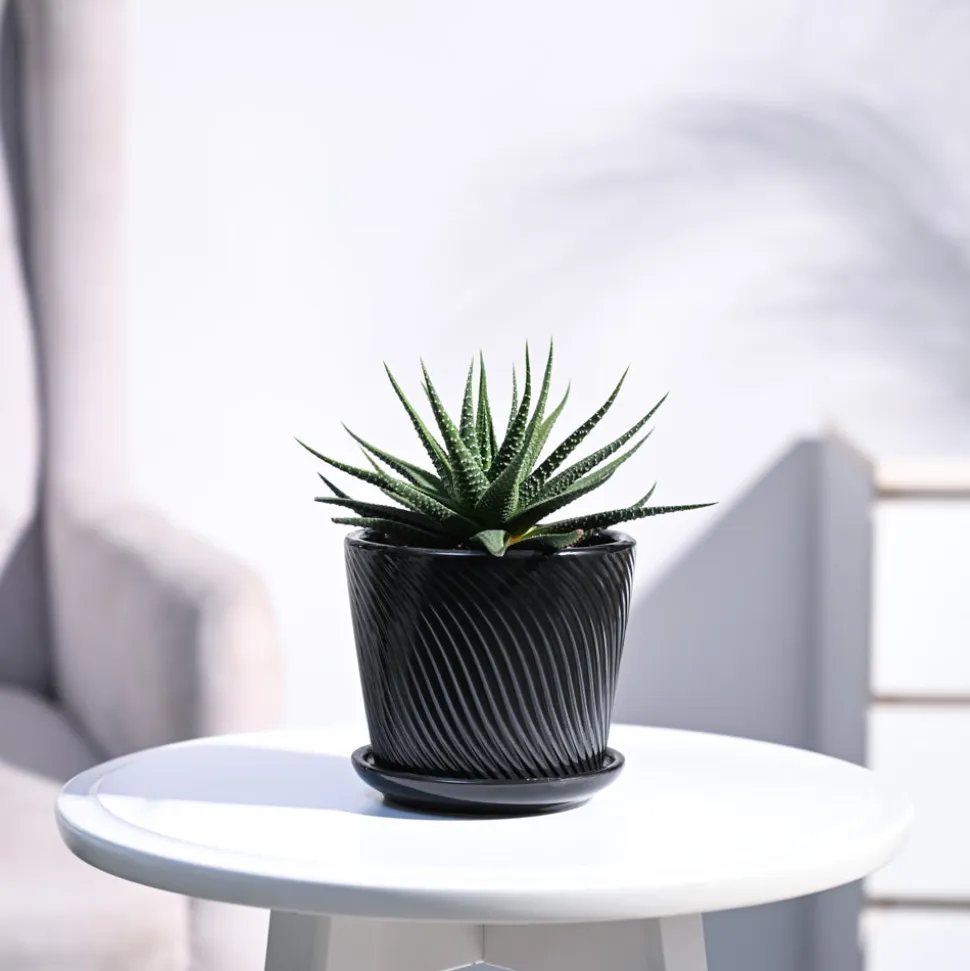 Zebra Haworthia Plant