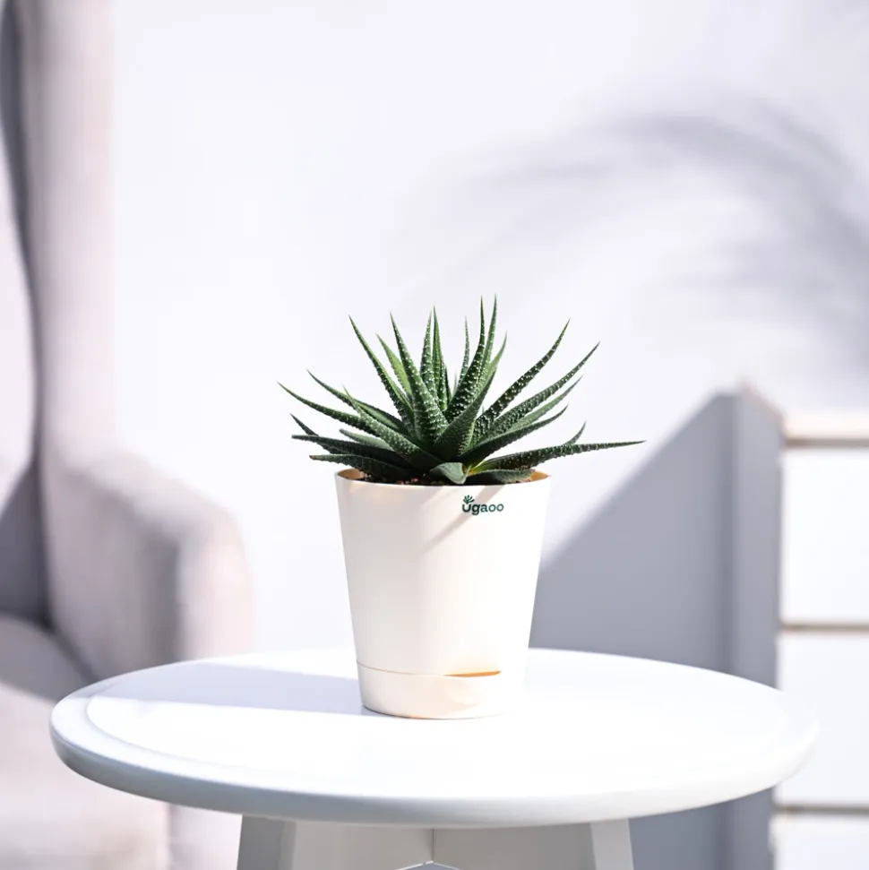 Zebra Haworthia Plant