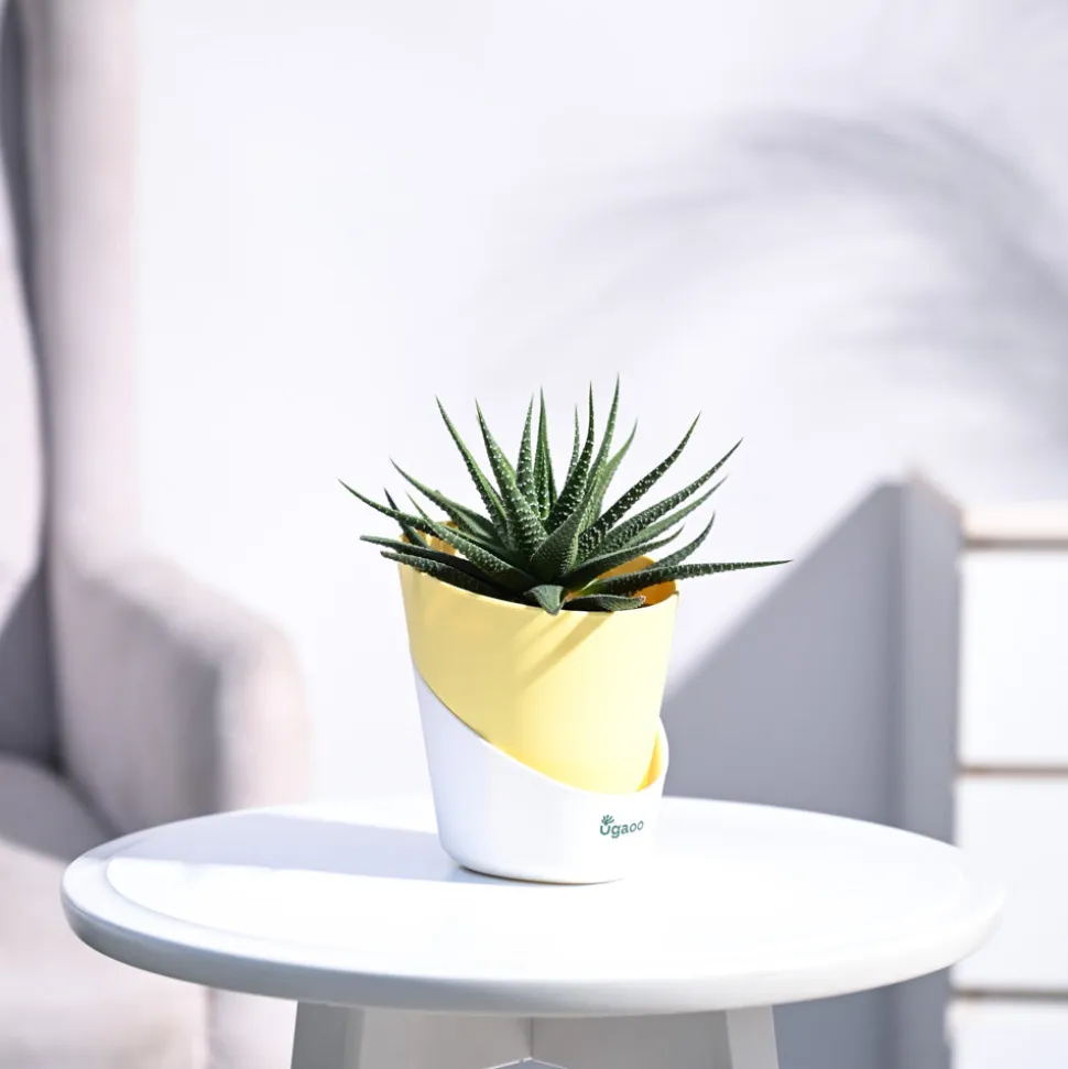 Zebra Haworthia Plant