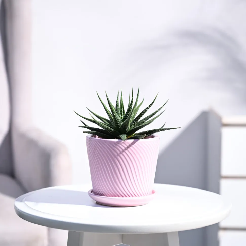 Zebra Haworthia Plant